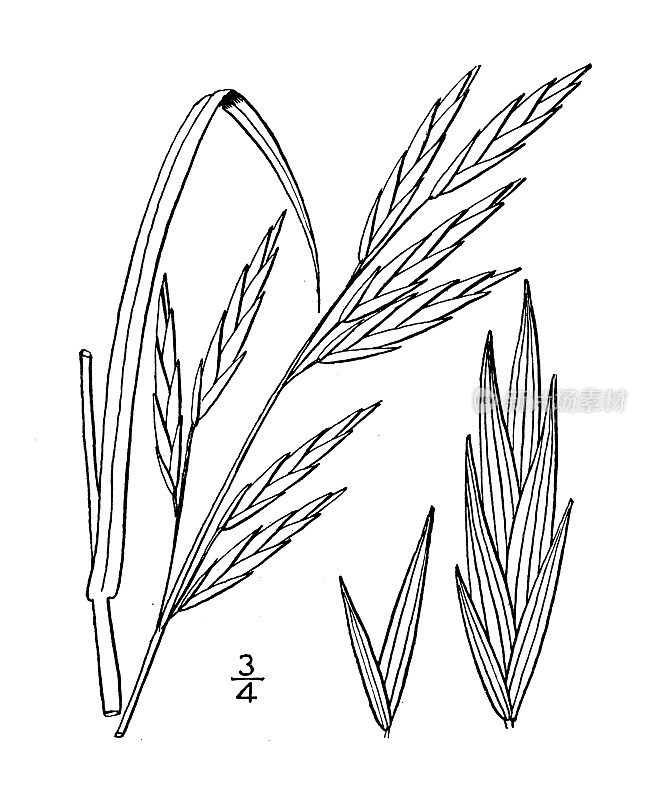 仿古植物学植物插图:uniloides Bromus, Schrader's Brome grass, Southern chess